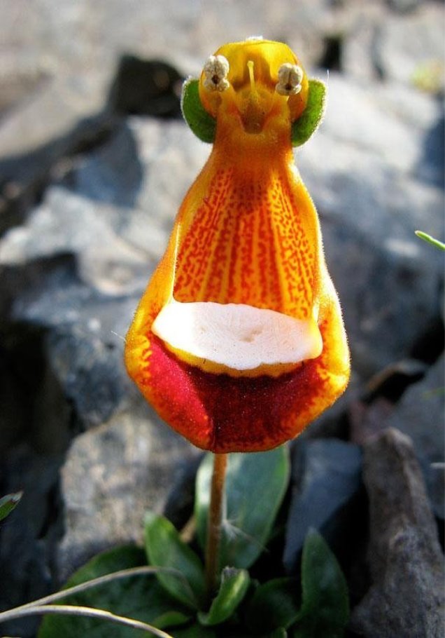 C:\Users\Home\Downloads\original-flowers_look_like_something_else_12.jpg